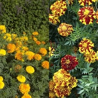 Marigolds