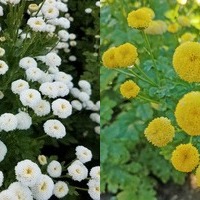 Matricaria/Feverfew