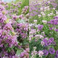 Monarda