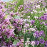 Monarda