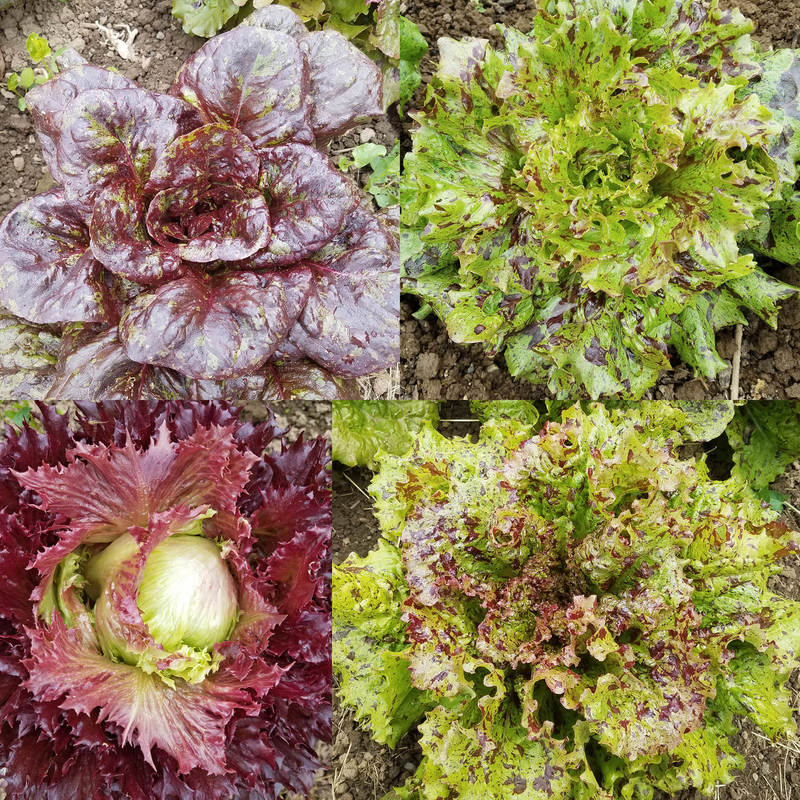 Wild Garden Seed Organic Morton's Secret Lettuce Mix 2021 (Lettuce) Seeds