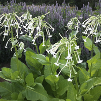 Nicotiana