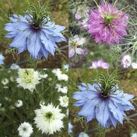 Nigella