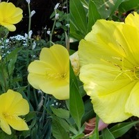 Oenothera/Evening Primrose