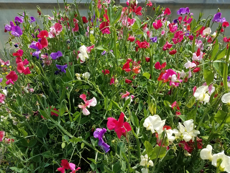 Wild Garden Seed Organic Old Spice Mix (Sweet Pea) Seeds