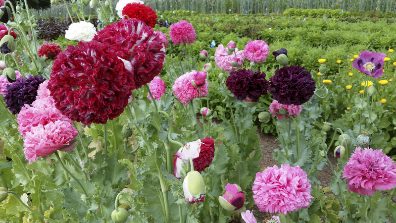 Peony Seeds 200+ Mixed Color Peony Poppy Seeds Black, Purple, Pink Poppy Peony Seeds - Giant Double Flower Seeds