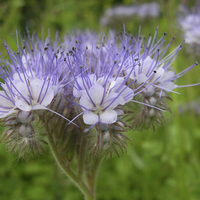 Phacelia