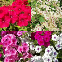 Phlox