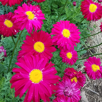 Pyrethrum/Painted Daisy