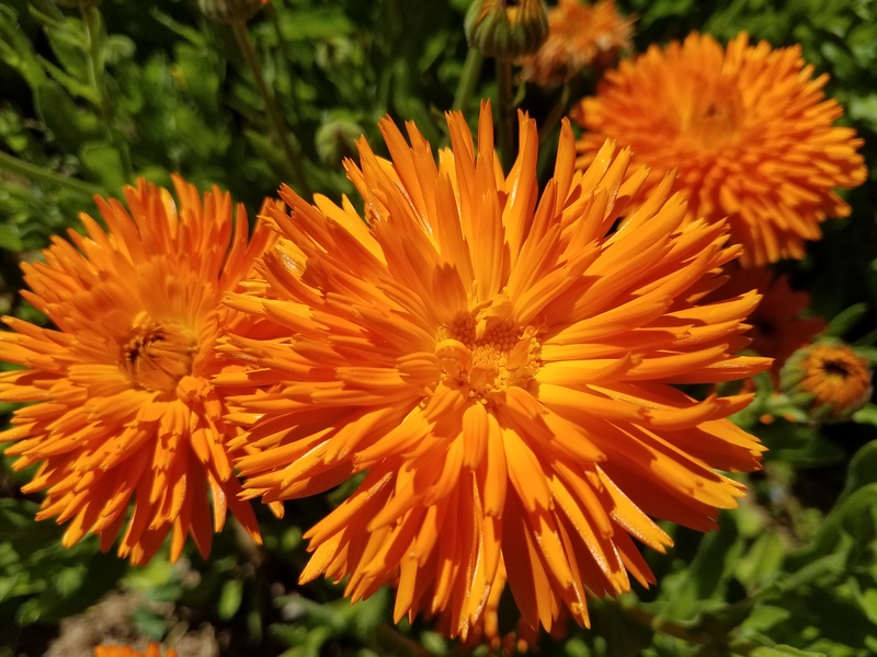 Flower Seeds Calendula Radio For Bee Cut Cutting Bedding Pictorial Packet UK 