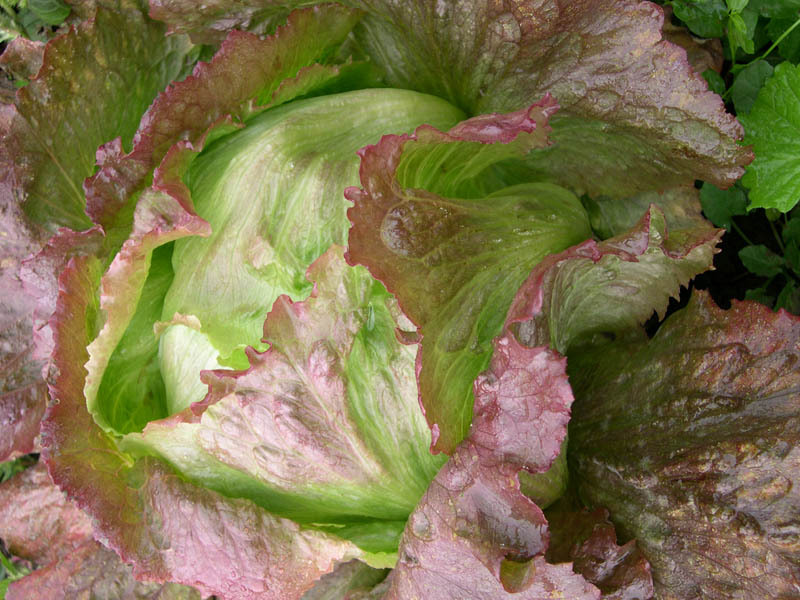 Wild Garden Seed Organic Red Iceberg (Lettuce) Seeds