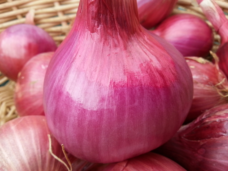 Red Savonese (Onion)