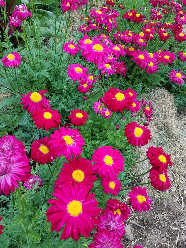 Robinson's Red (Pyrethrum/Painted Daisy)