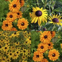 Rudbeckia/Black-Eyed Susan