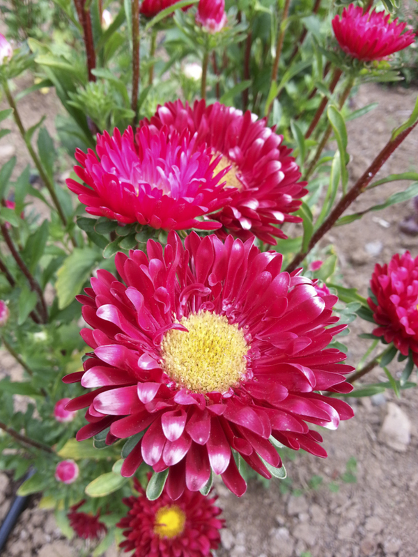 China aster thesis 06 image