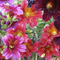 Salpiglossis/Painted Tongue