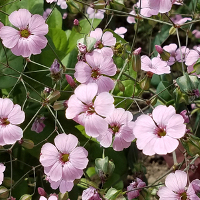 Saponaria