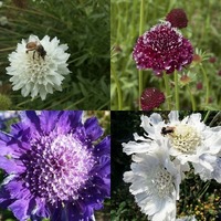 Scabiosa