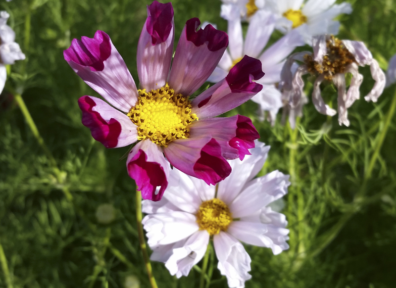 Wild Garden Seed Organic Seashells Mix (Cosmos) Seeds