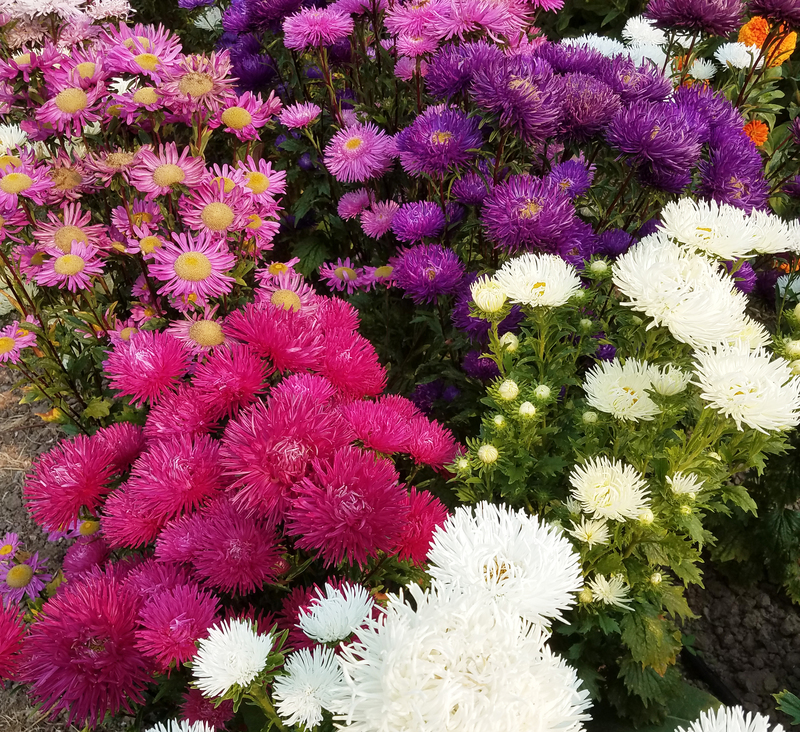 China aster thesis 05 picture