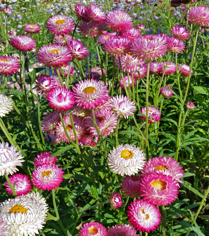 https://www.wildgardenseed.com/images/SilveryRose_Helichrysum.jpg