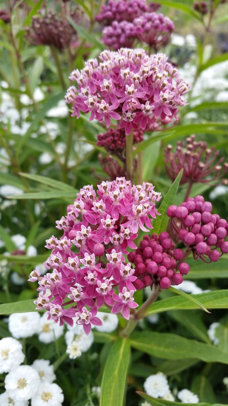 Wild Garden Seed: Organic Soulmate (Asclepias/Milkweed) Seeds