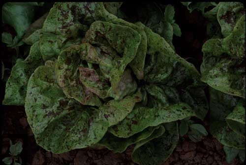 Speckled Amish Butterhead (Lettuce)