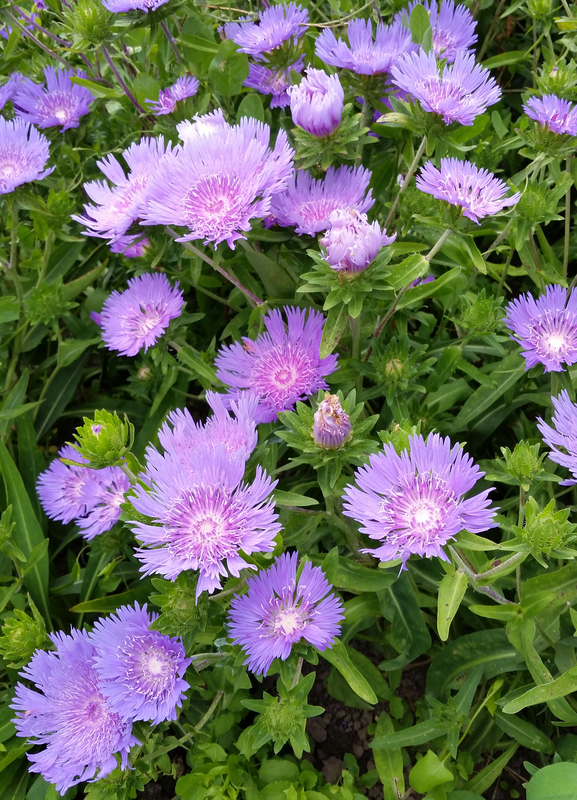 Stokes aster cheap