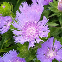 Stokesia