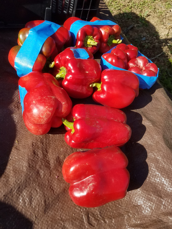 Stoplight Red (Peppers)