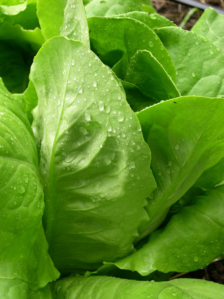 Wild Garden Seed: Organic Sucrine (Lettuce) Seeds