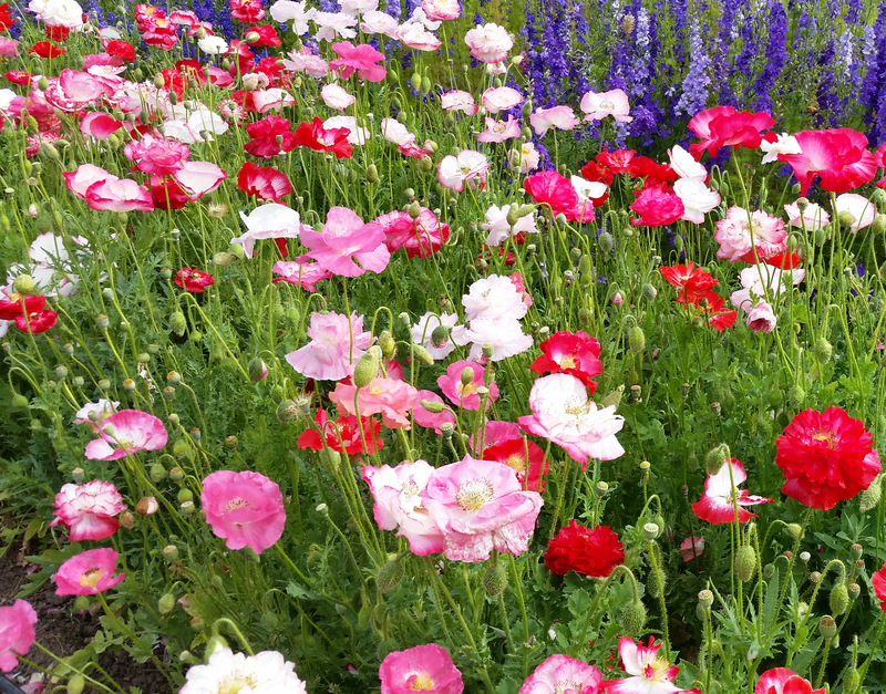 Wild Garden Seed Organic Supreme Mix (Corn Poppy/Shirley Poppy) Seeds