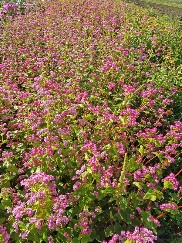 Wild Garden Seed Organic Takane Ruby Flowering (Buckwheat) Seeds