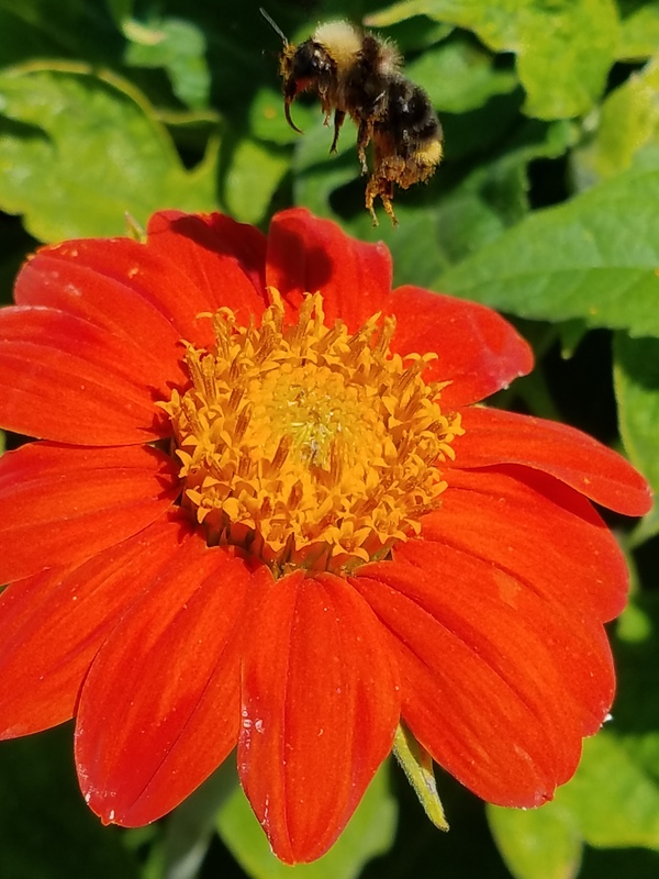 Torch (Tithonia/Mexican Sunflower)