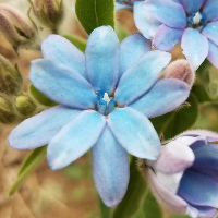 Tweedia/Blue Milkweed