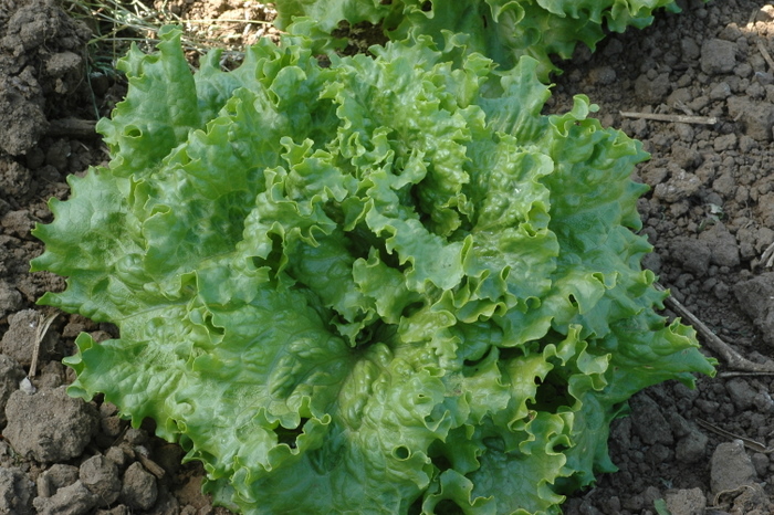 Wild Garden Seed: Orga...