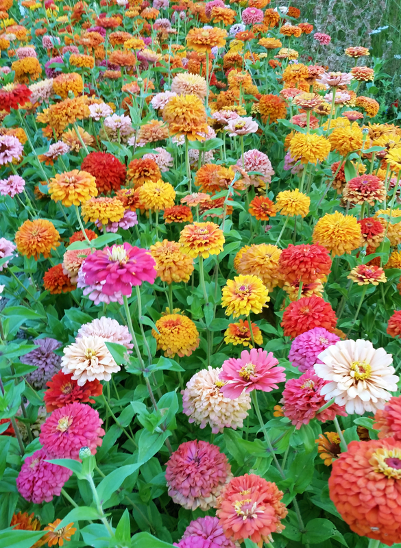 Zinnia Seeds for Outdoor Planting  5 Variety Pack – Gardeners Basics