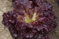 21st Century Fire Lettuce