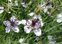 African Bride (Nigella)