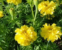 Afternoon Lemonade (Marigolds)