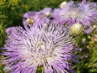 Aloha Rose (Centaurea)