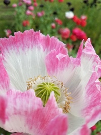 Amphora (Poppy)