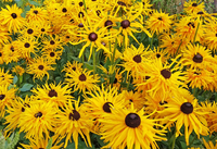 Anemones (Rudbeckia/Black-Eyed Susan)