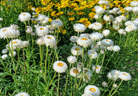 Antique White (Helichrysum/Straw Flower)