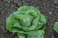 Anuenue (Lettuce)