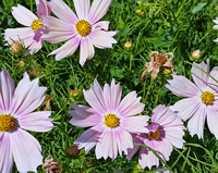 Apricot Lemonade (Cosmos)