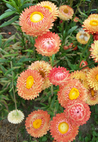 Apricot/Peach Mix (Helichrysum/Straw Flower)