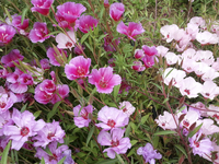 Azalea Mix (Godetia/Clarkia)