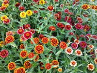 Aztec Sunset Mix (Zinnia)