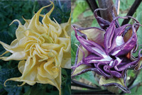 Ballerina Mix (Datura/Angel\'s Trumpets)